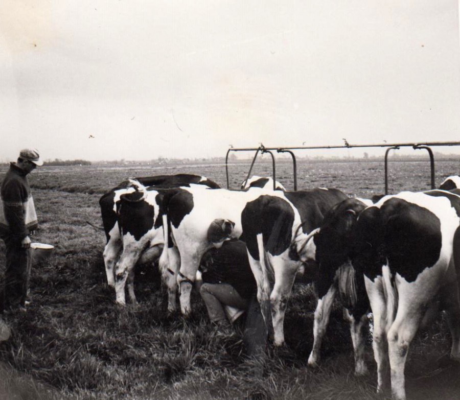 Verrassend Melken van de koeien | Polder Mastenbroek HO-93